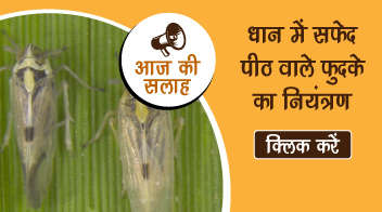 धान में सफ़ेद पीठ वाले फुदके का नियंत्रण!