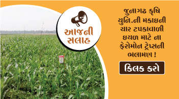 Let us know a recommendation for maize falls armyworm given by Junagadh Agril. Uni.: